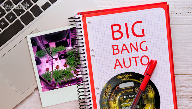 Гроурепорт сорта Big Bang Auto fem