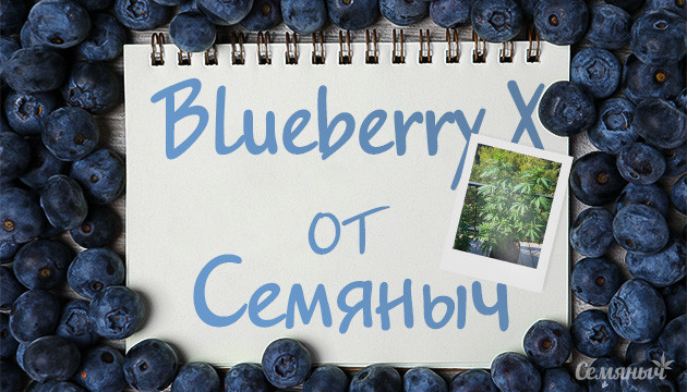 Выращивание сорта Blueberry X