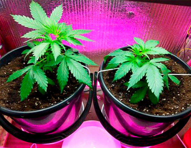 Полив и признаки женского пола у растишки 4 неделя Auto Tutankhamon от Pyramid Seeds