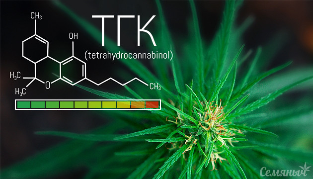 Уровень содержания ТГК 