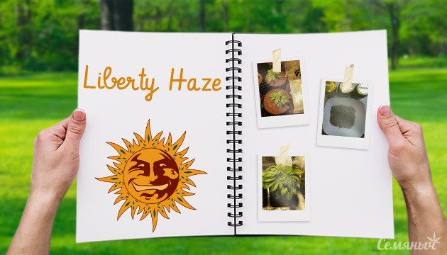 Гроурепорт сорта Liberty Haze