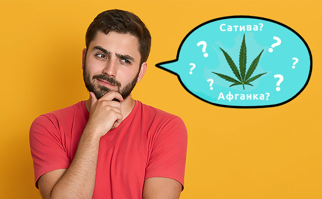 Существовани сативы с генетикой афганки Сатива Афганка