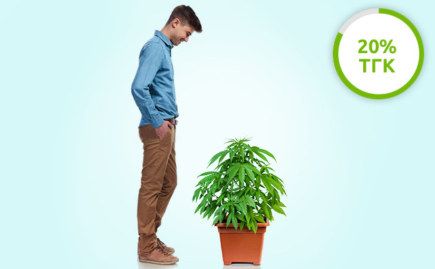 Средний показатель ТГК у невысоких сортов ТГК в невысоких сортах