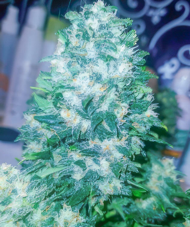 Промывка и подготовка к завершению цикла Марихуана на 10 неделе роста