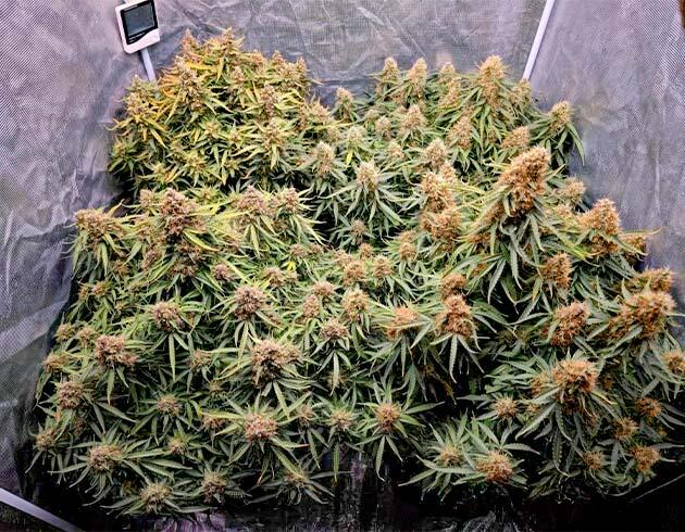 Промывка марихуаны Конопля на 11 неделе роста