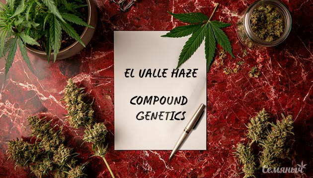 Гроурепорт сорта EL Valle Haze от Compound Genetics