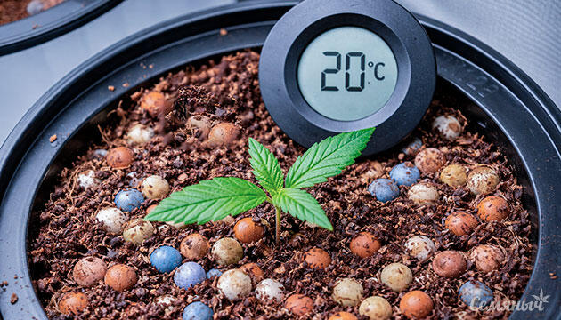Температура почвы для выращивания каннабиса
