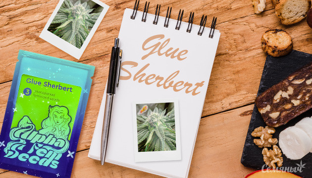 Выращивание сорта Glue Sherbet fem от AlphaFem Seeds