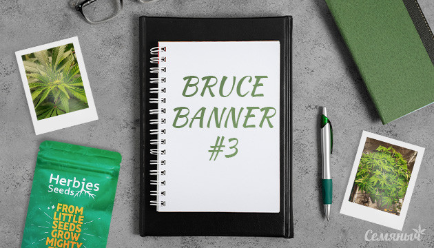 Выращивание сорта Bruce Banner #3 fem от Herbies Seeds